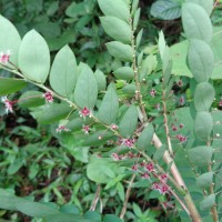 <i>Phyllanthus pulcher</i>  Wall. ex M  ll.Arg.